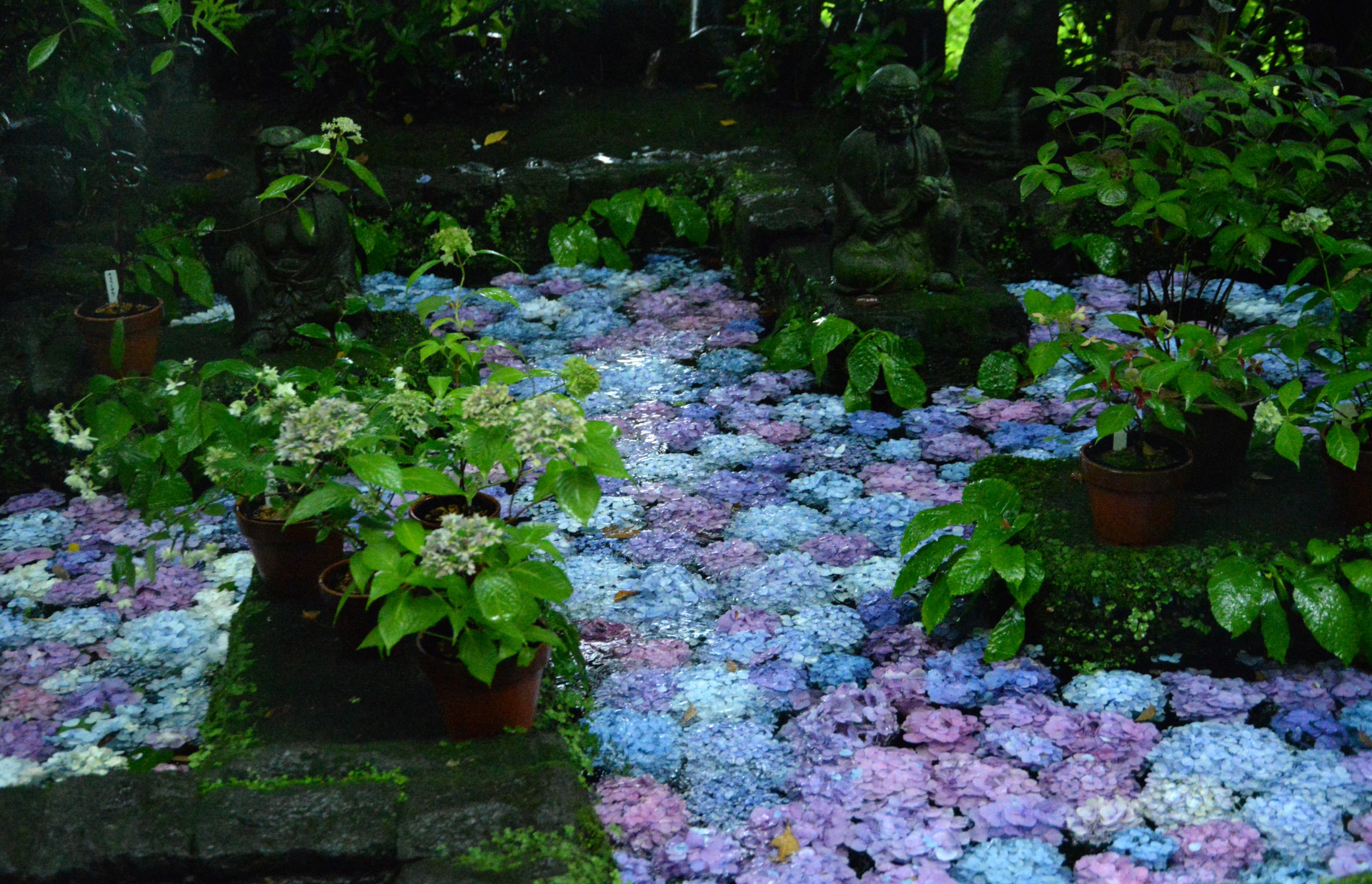 長谷寺は水に溶け込む花の寺【花のコラム】